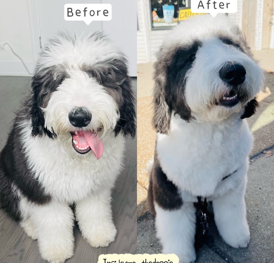 Before and after grooming a dog